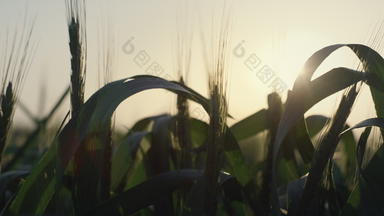 平静视图小麦小穗成熟日落关闭生耳朵阳光